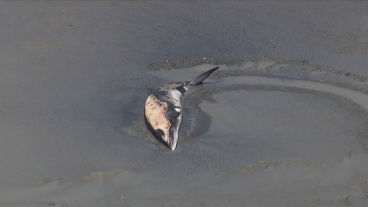 Decision made to euthanize whale seen at Emeryville Marina